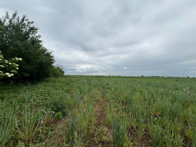 Kaufen landwirtsch. Grundstücke, landwirtsch. Grundstücke, Pezinok, Sl