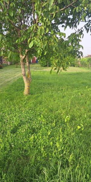 Kaufen Garten, Garten, Doľany, Pezinok, Slowakei
