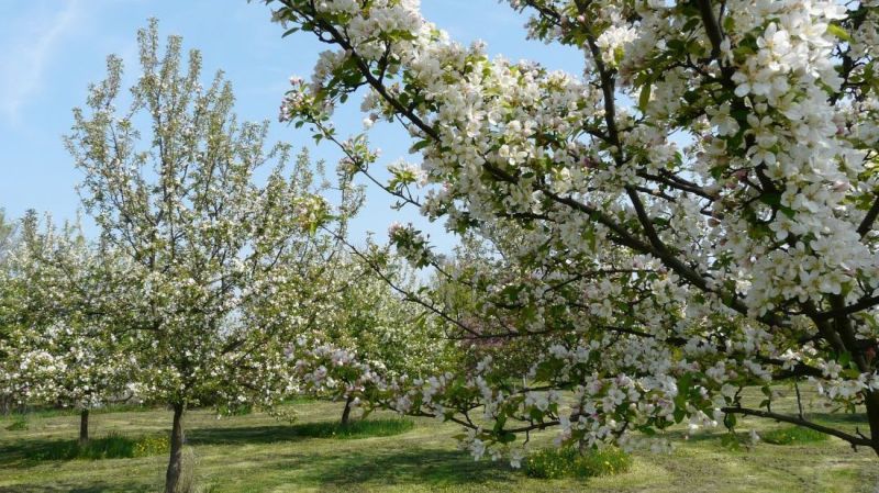 Suche landwirtsch. Grundstücke, landwirtsch. Grundstücke, Pezinok, Slo